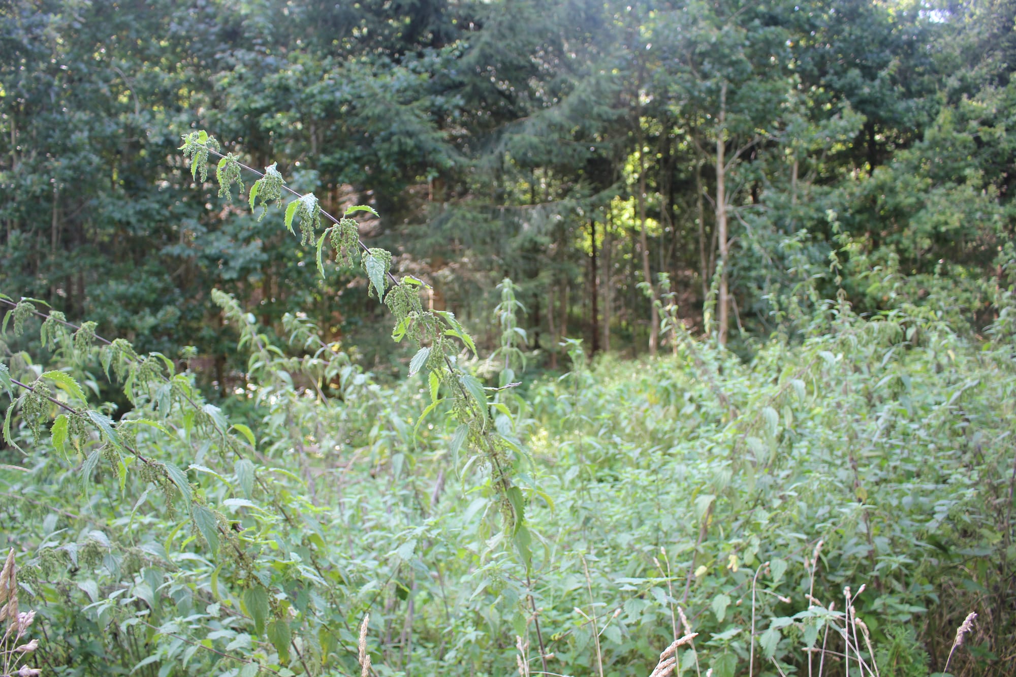 Billede fra NETTLE FIBRE