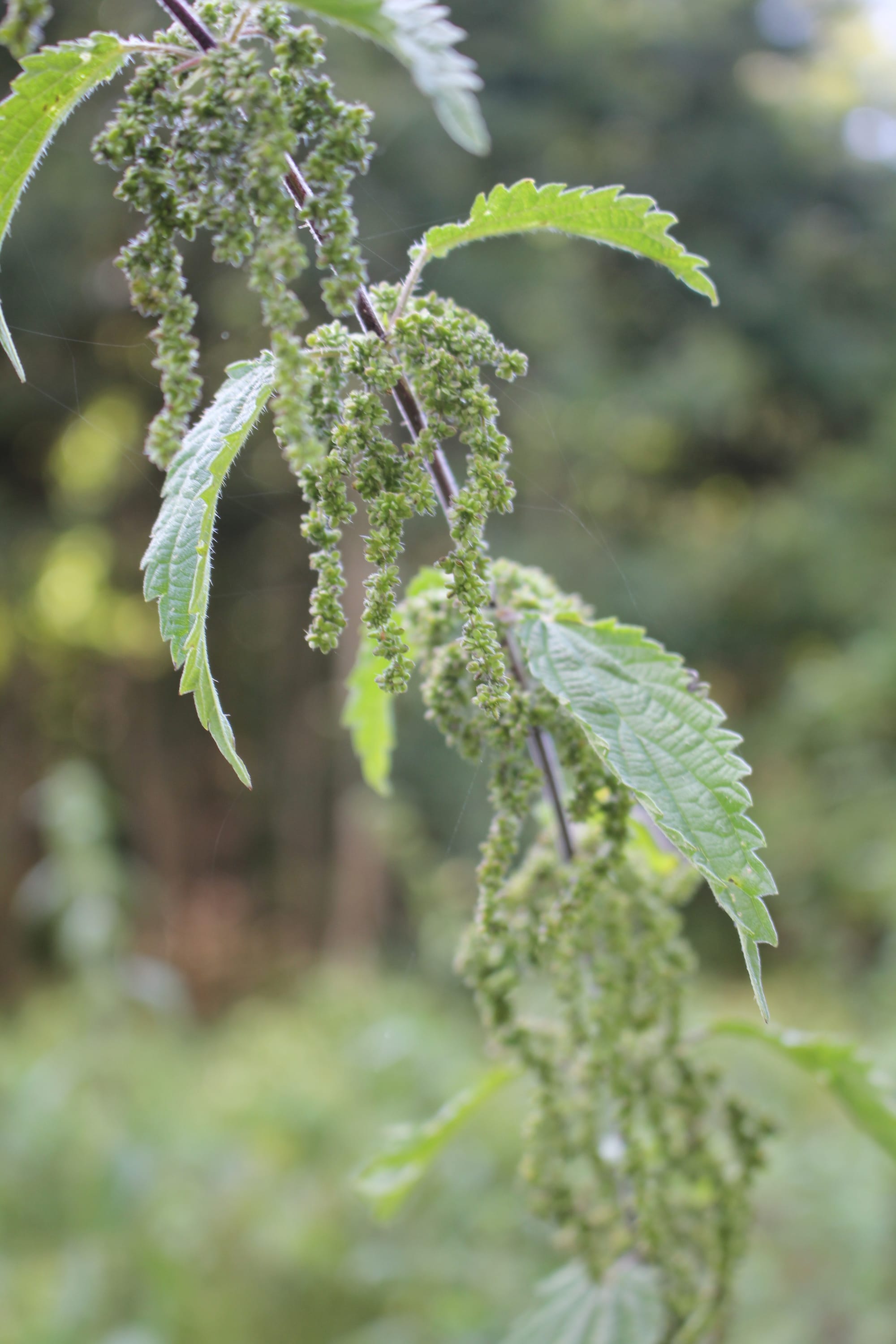 Billede fra NETTLE FIBRE