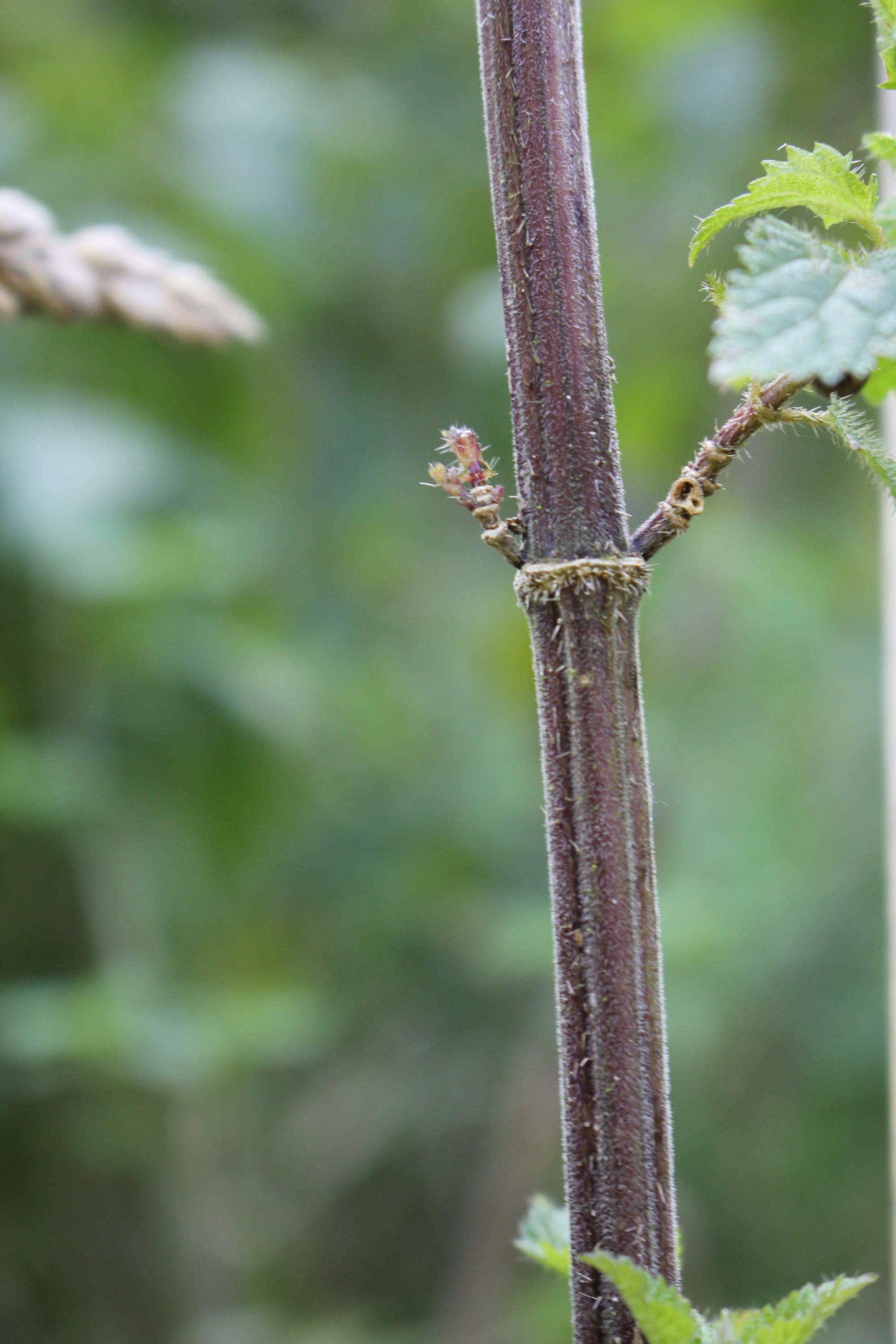Billede fra NETTLE FIBRE
