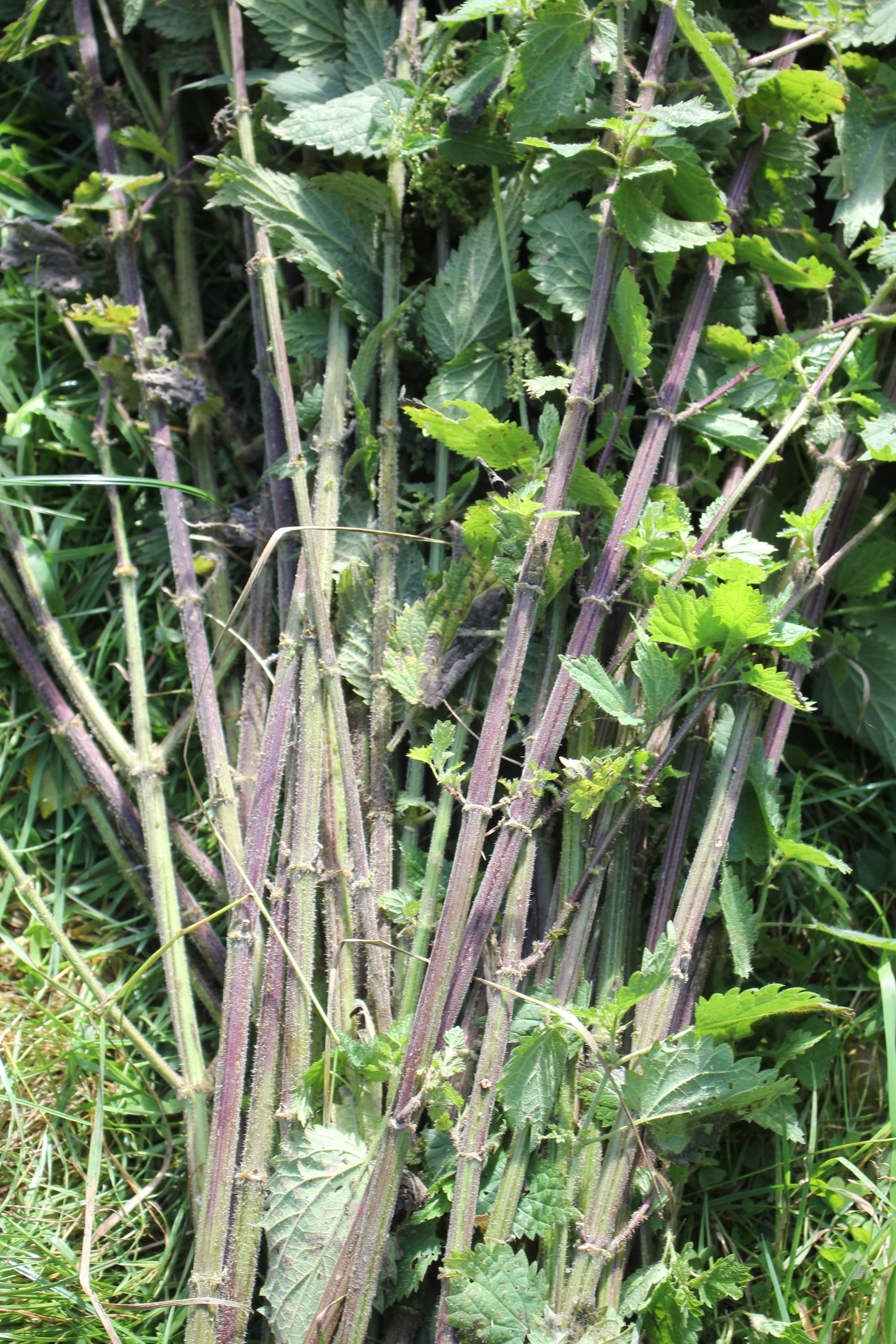 Billede fra NETTLE FIBRE