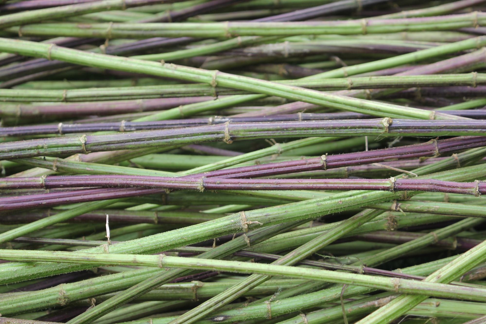 Billede fra NETTLE FIBRE