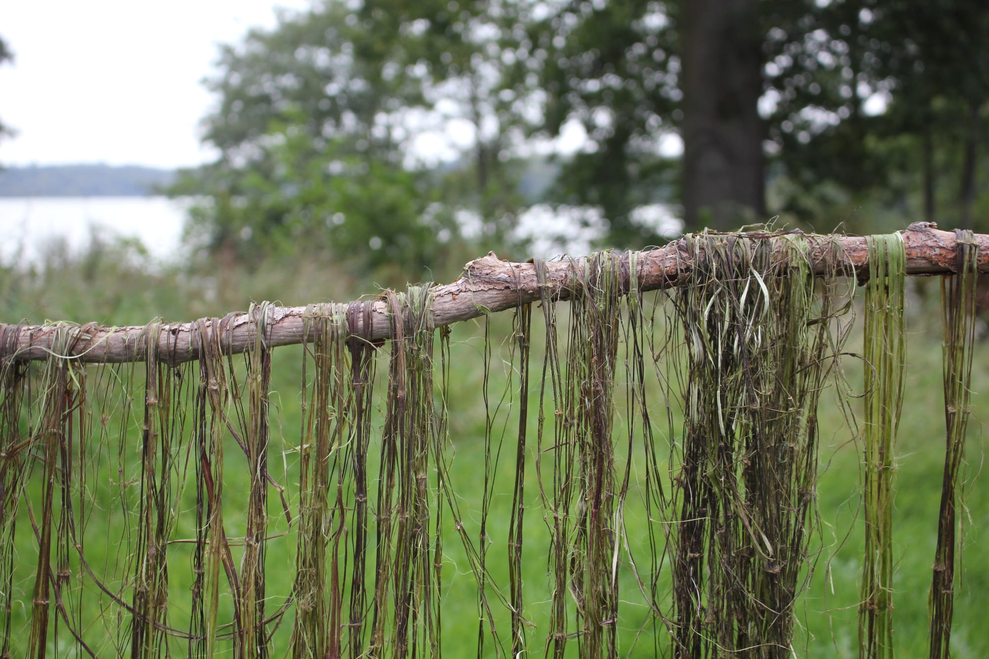 Billede fra NETTLE FIBRE