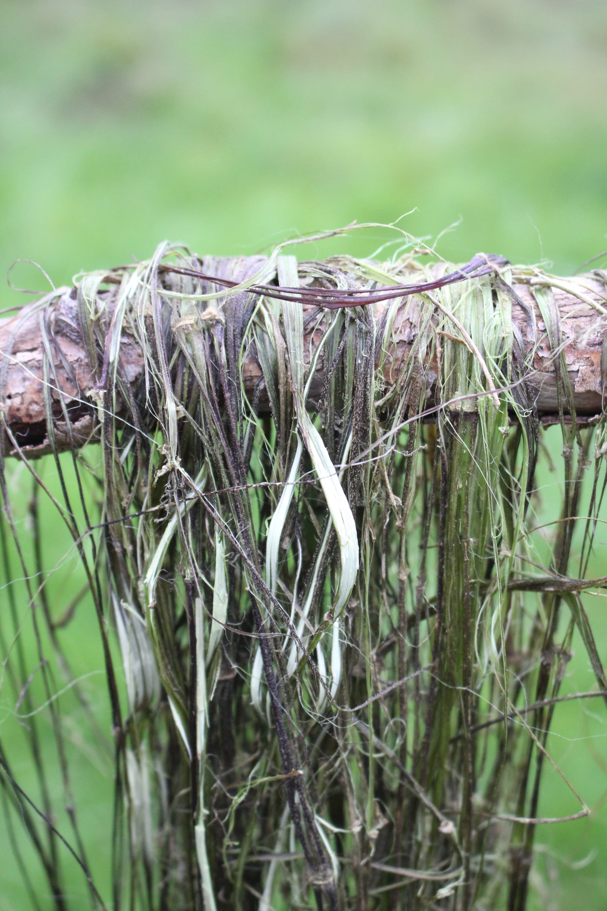 Billede fra NETTLE FIBRE