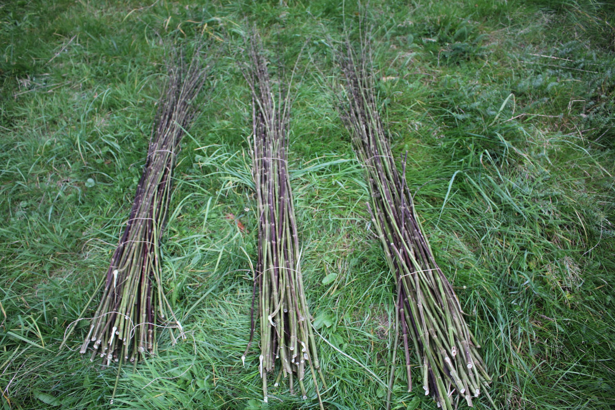 Billede fra NETTLE FIBRE